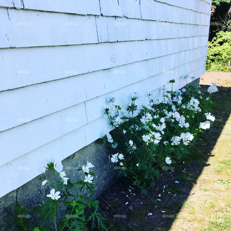 White heirloom cosmos flowers. Flower garden against an old white cottage home. 