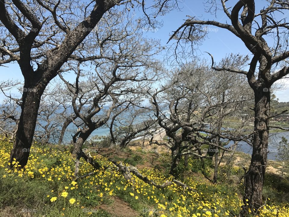 Torrey Pines

