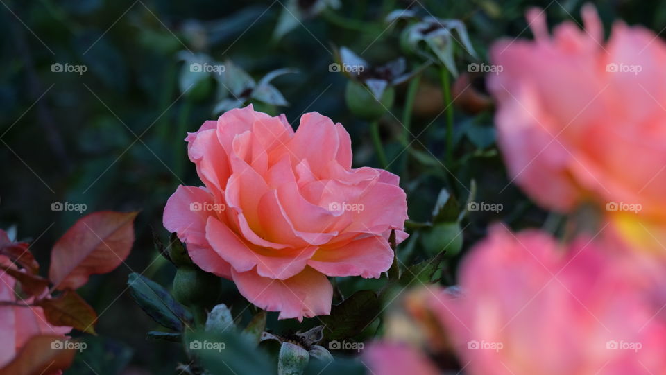 Pink roses in a garden