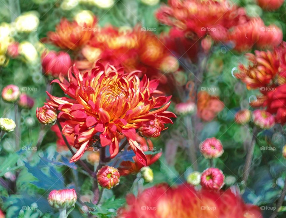 chrysanthemum