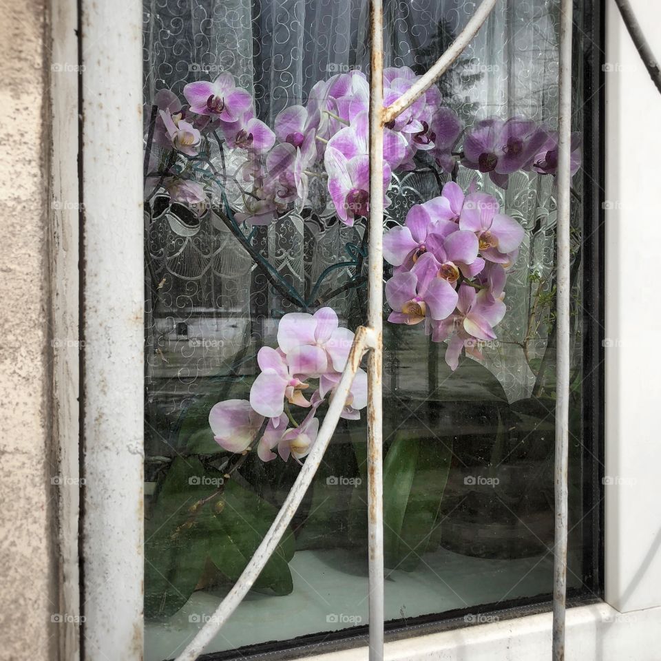 spring on the windowsill