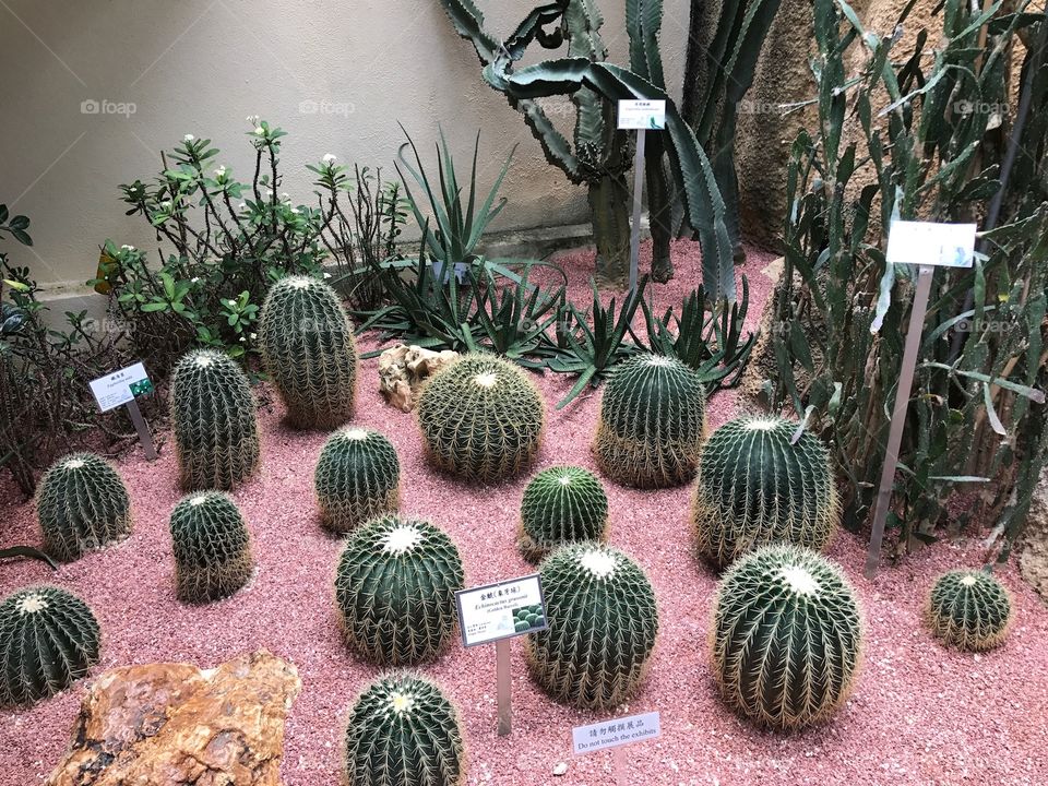Cacti, garden