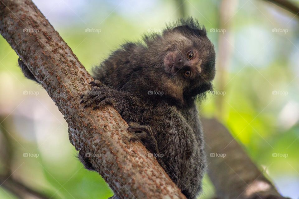 The curious little monkey.