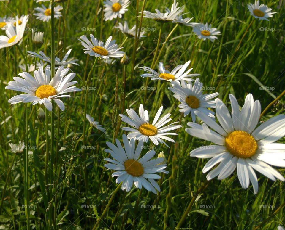 flowers