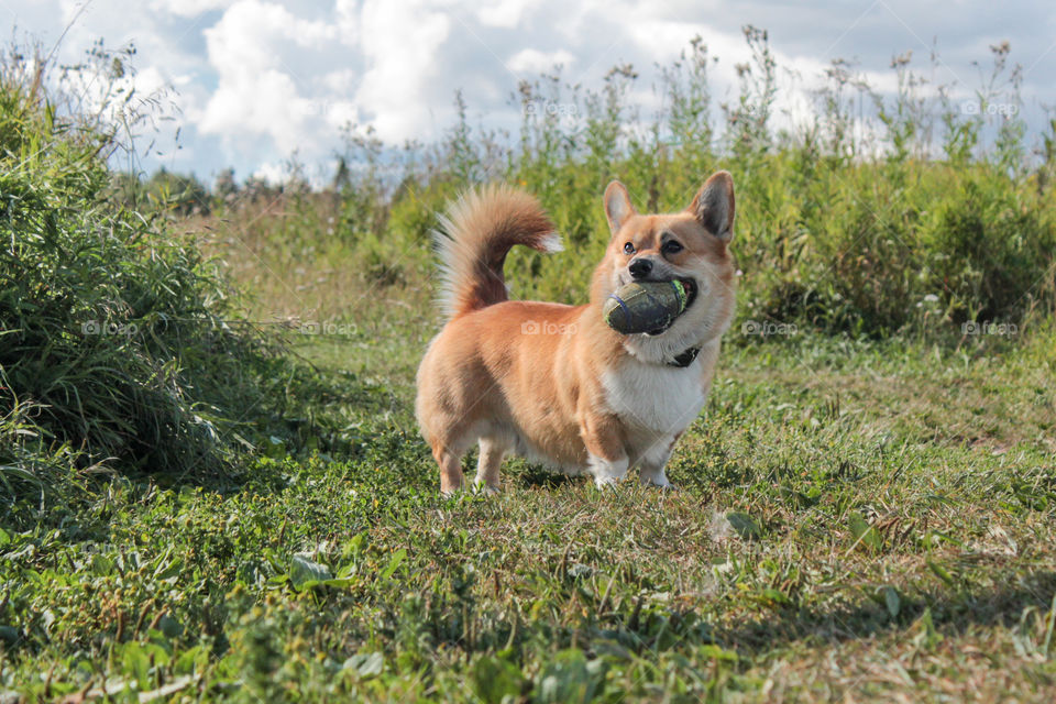 breed corgi dog for a walk