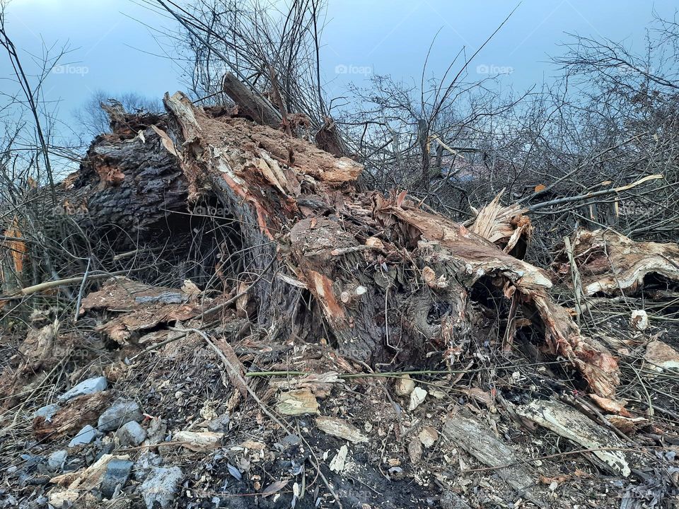 fallen old willow in winter