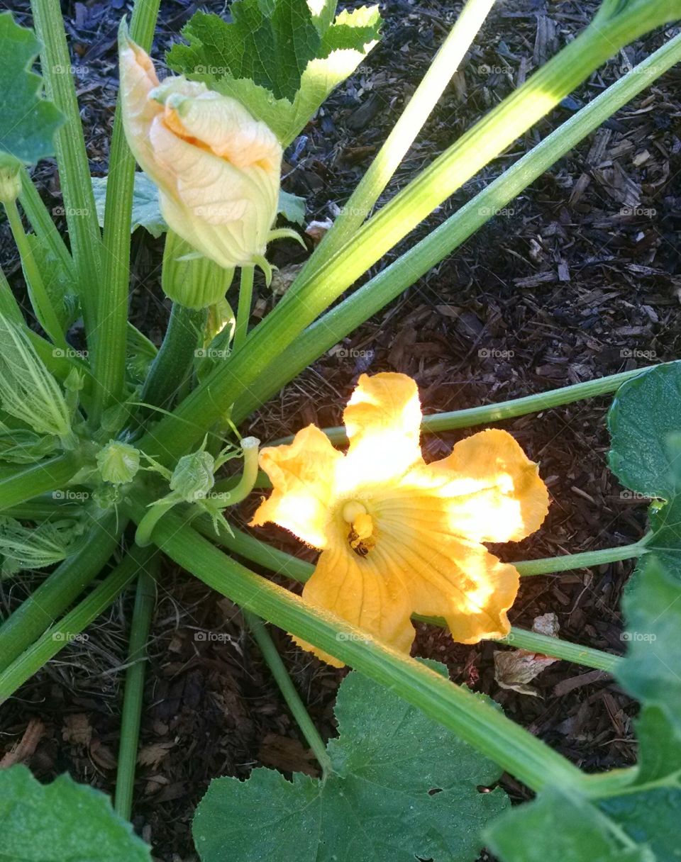 Bee, Flower, and Zucchini