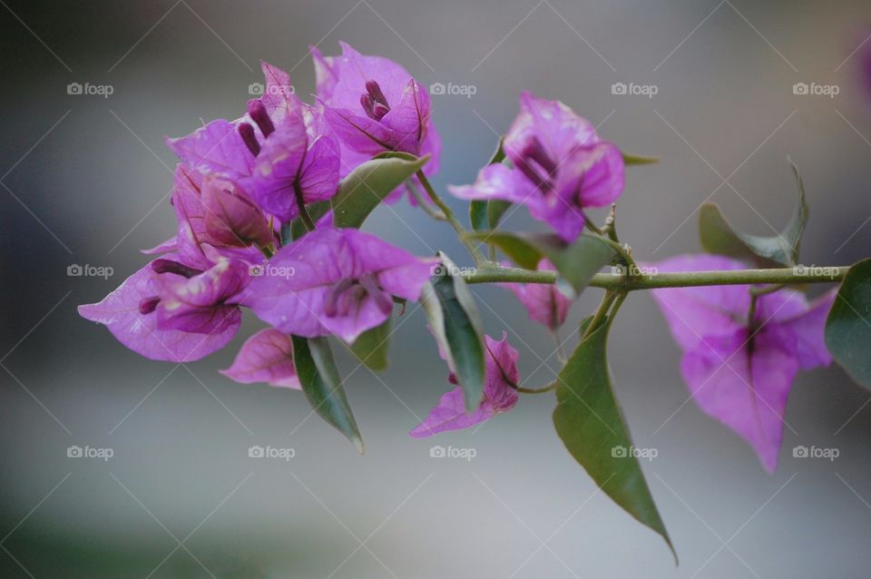 Close-up of a pink flower 