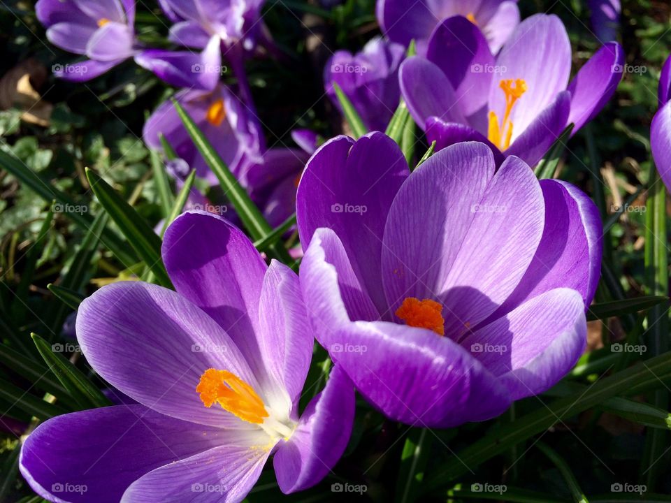 Crocus In The Park