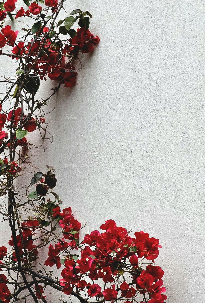 The cement-colored wall provides an interesting canvas, allowing the fuchsia bougainvillea to pop with lively autumn hues. It resembles a frame for this wall.