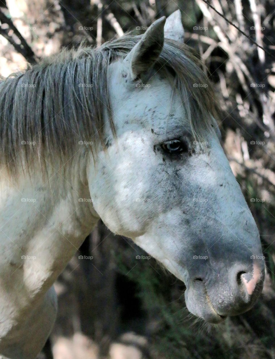 A Wild Horse Named Rascal