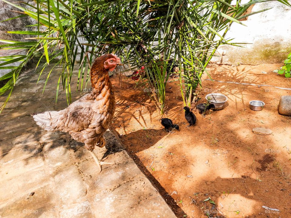 Chickens at the backyard in a village house