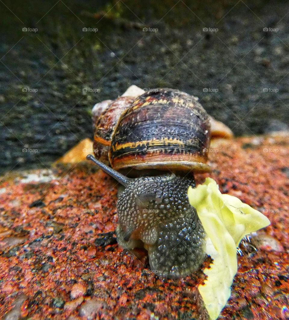 Snail eating