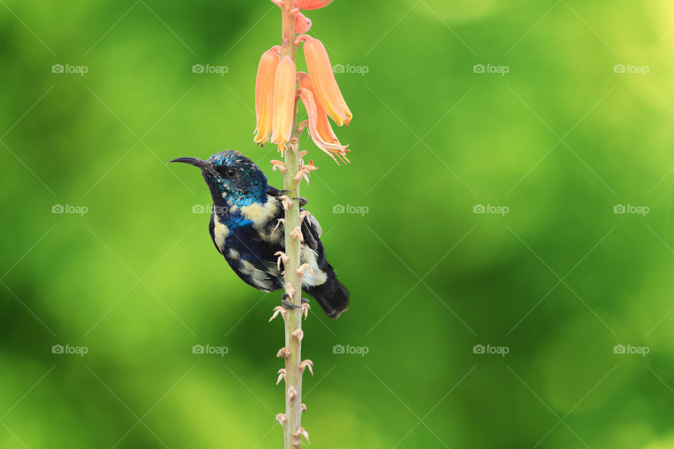 Beautiful purple Sunbird with lush green background on a aloe Vera plant flower