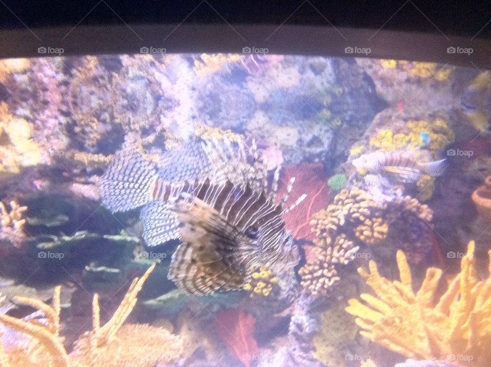 Lion fish at the Ripleys Aquarium