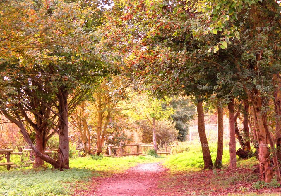 Autumn trees in forest