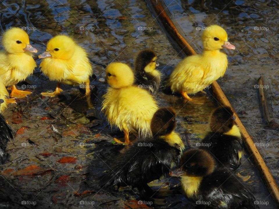 A group of yellow ducklings and brown and yellow ducklings stand in the shallow part of the lake at Lake Lily Park.
