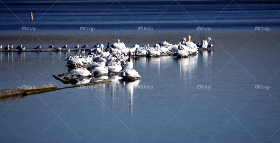 Pelicans and seagulls on stone pier at lake