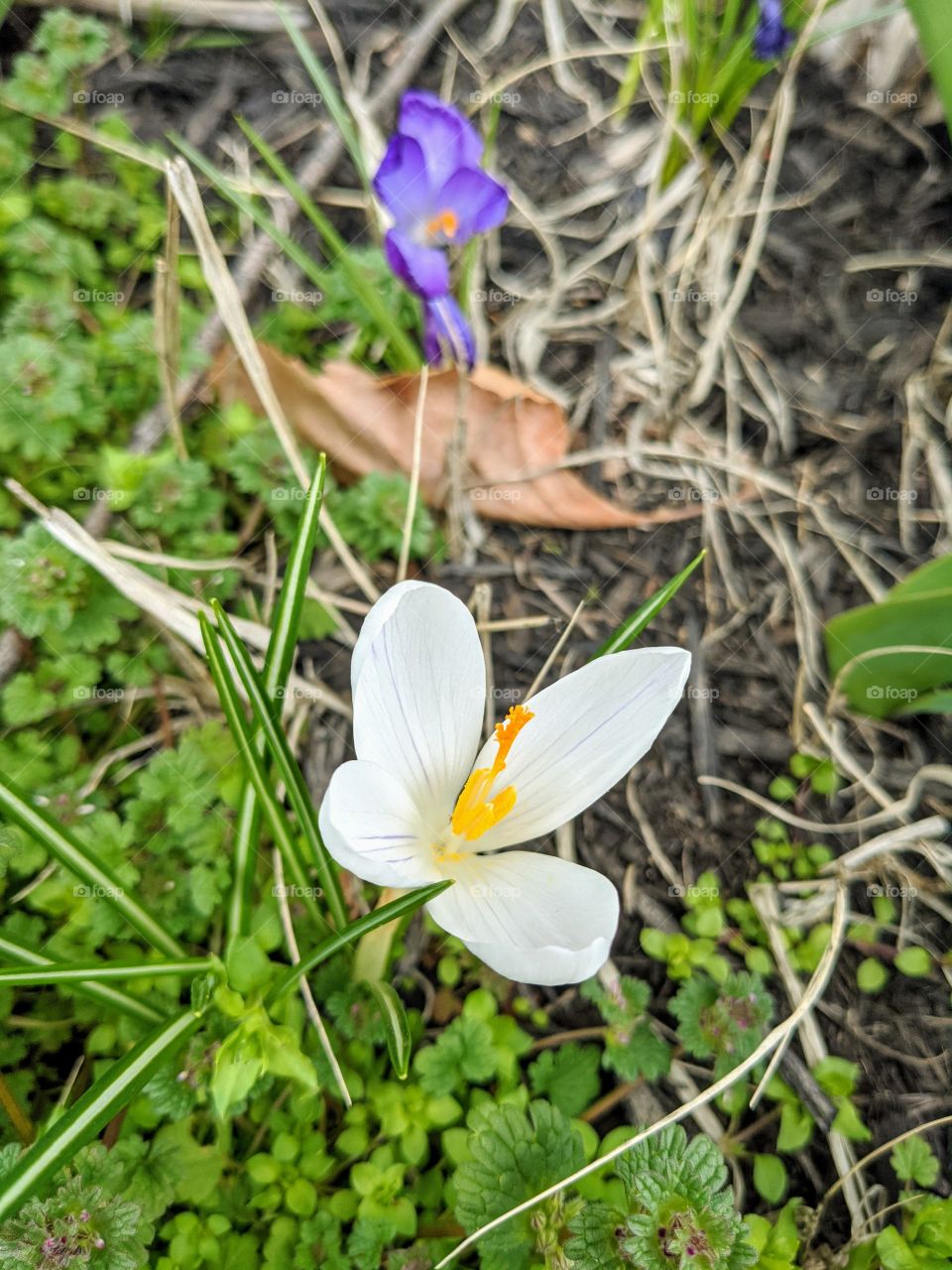 crocus