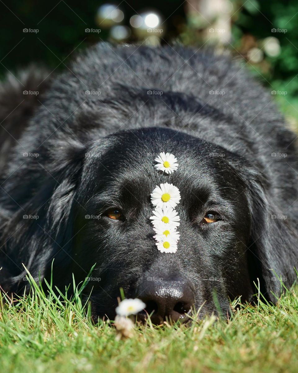 Daisy flowers on dog head