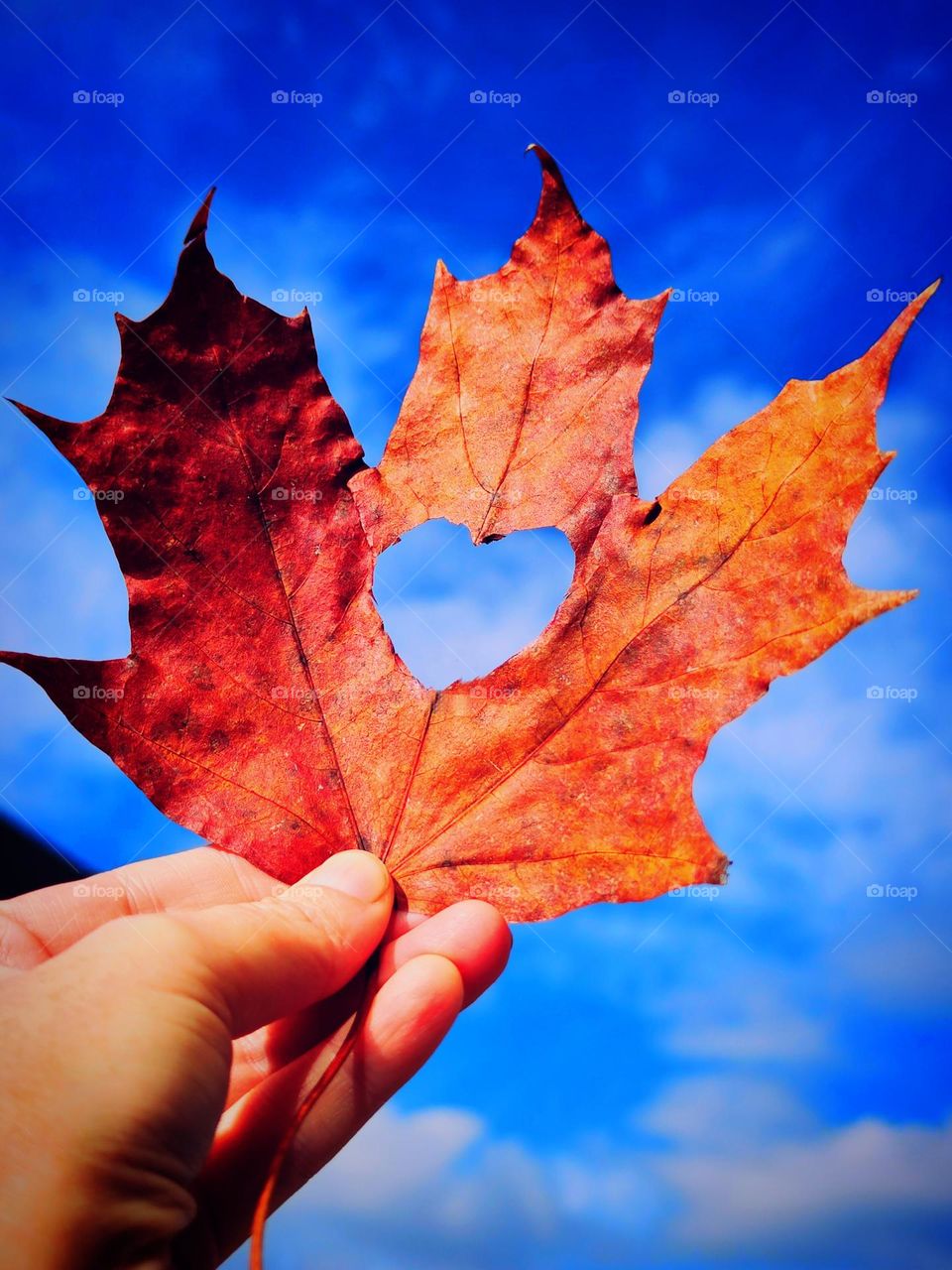 Plants.  A hand holds a red maple leaf against the background of a blue sky, in which a heart shape is cut out in the center.