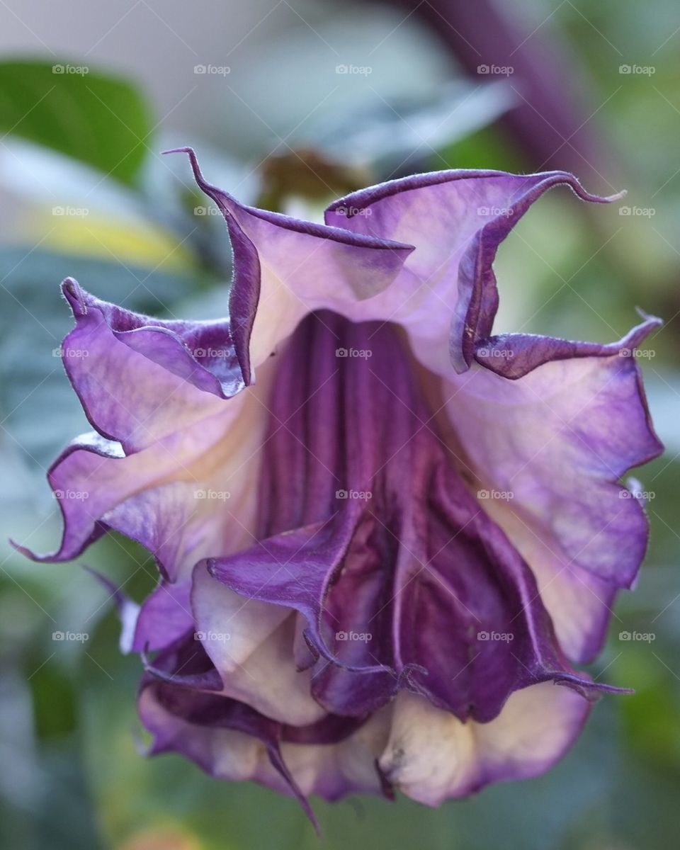 Purple trumpet flower