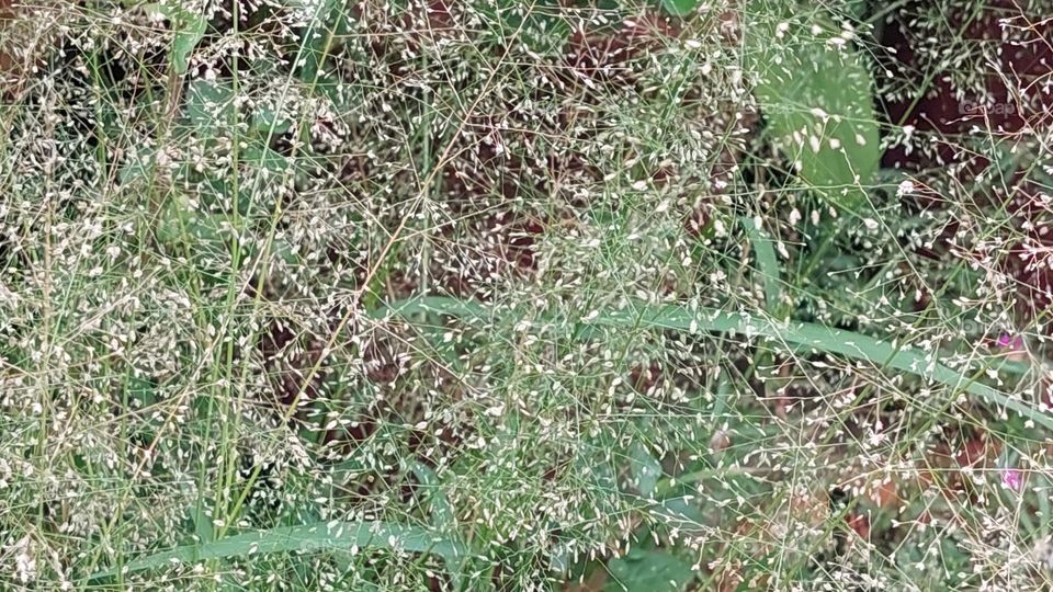 grass seeds look like spider web