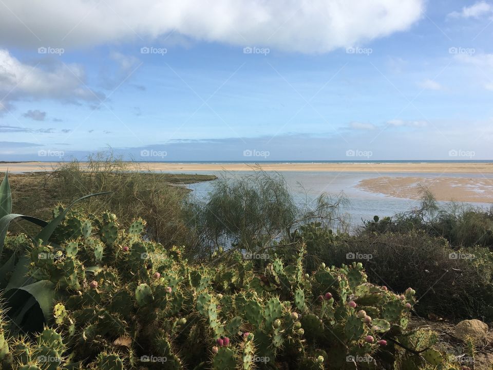 Walk along the Ria Formosa, between sea, sand and oceanic vegetation 