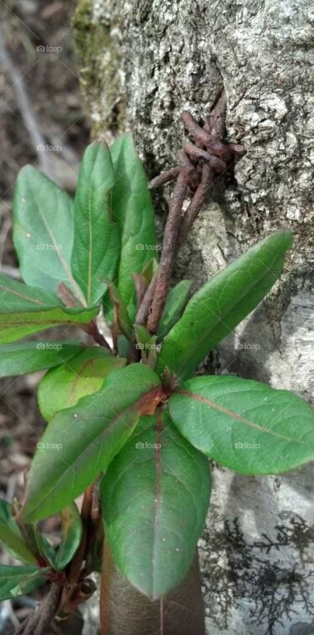 barbed wire and plant on tree