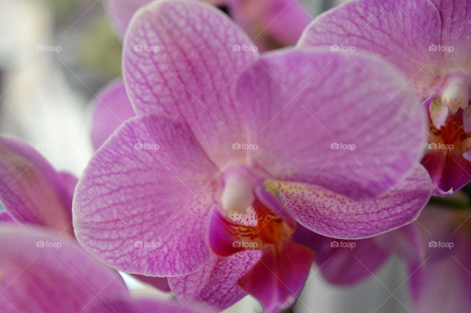 pink close up orchid