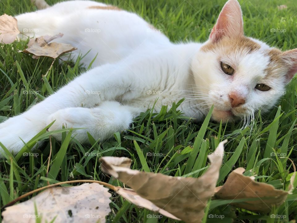 relaxing kitty