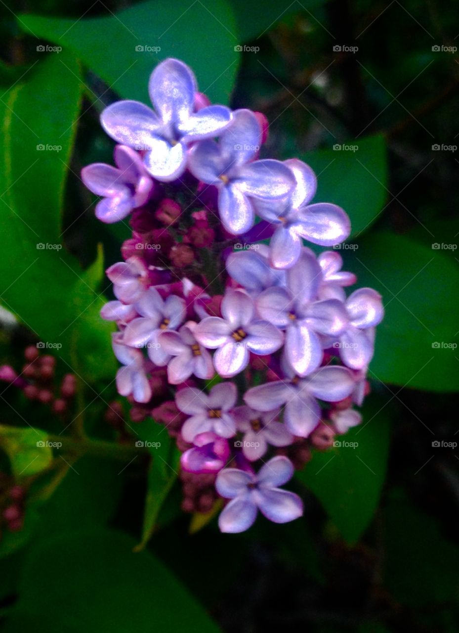 Lilac blooming. Lilacs in bloom