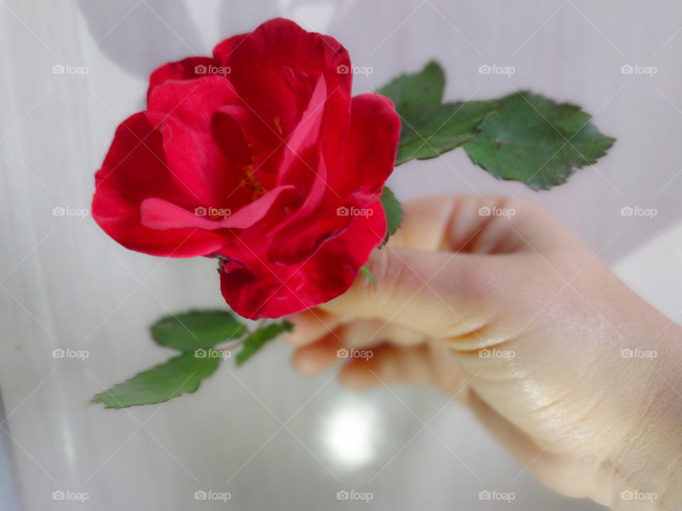 hand holding a red rose