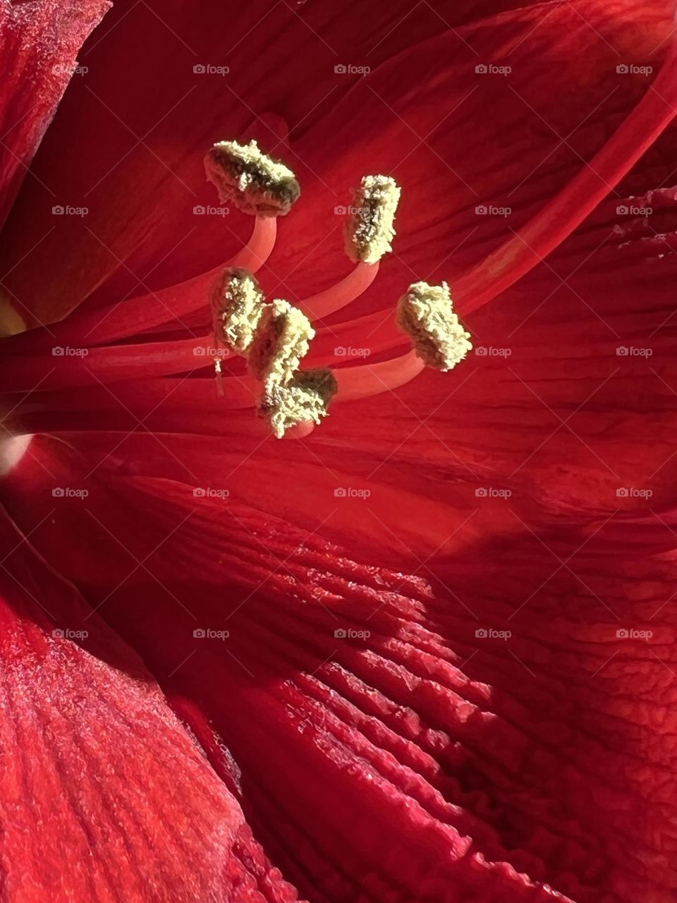 Amaryllis