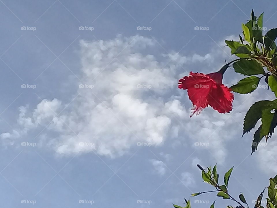 A form of cloud behind the flower