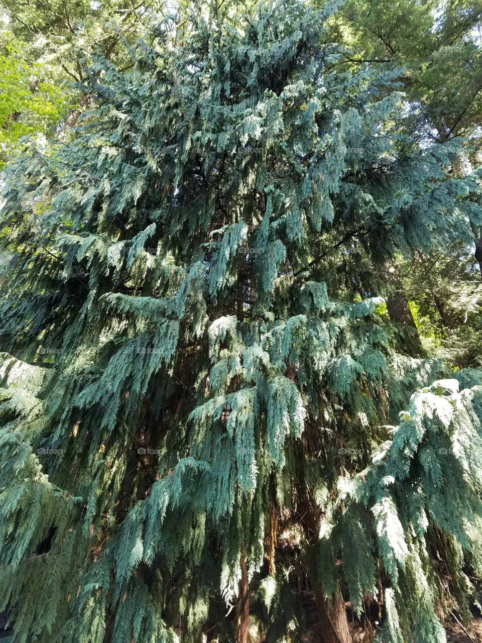 Low angle view of tree