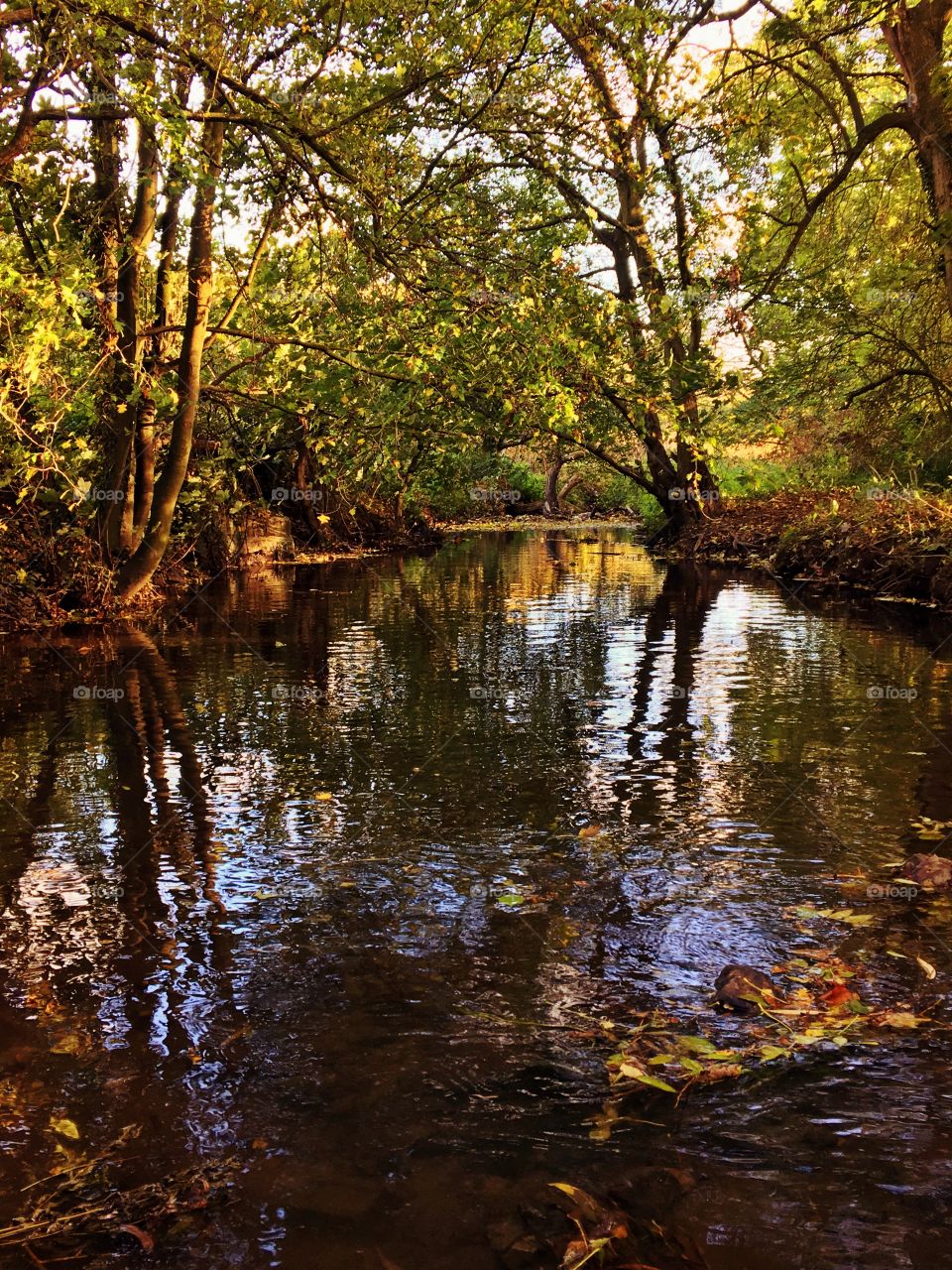 Woodland river in Autumn