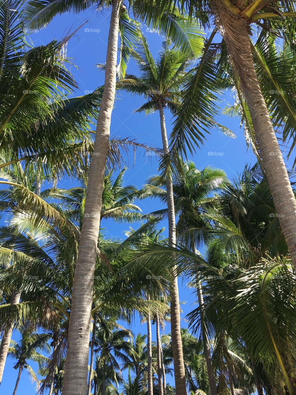 Tall vibrant coconut trees, shading the sun, truly a masterpiece like a skyscrapers in the beach.