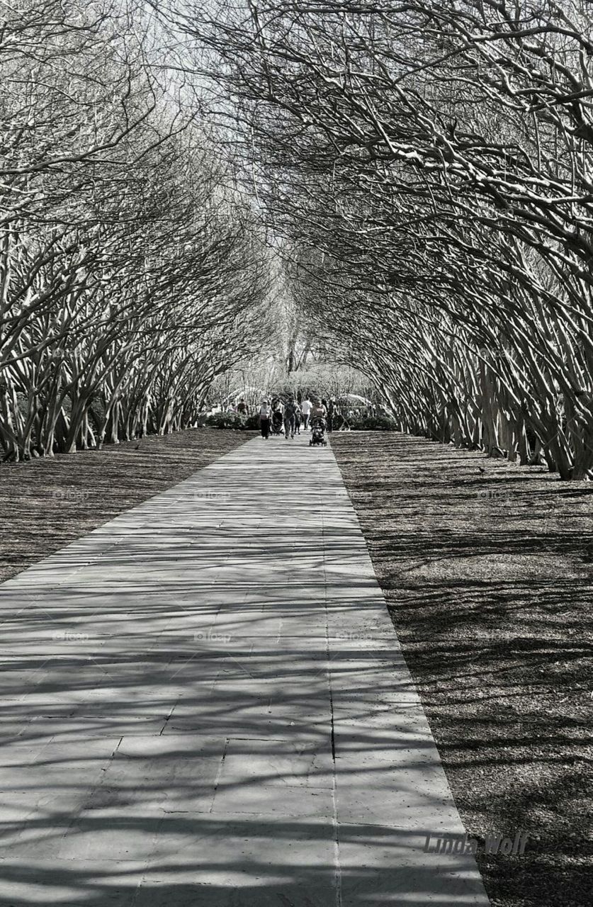 Tree, Wood, Guidance, Nature, Park