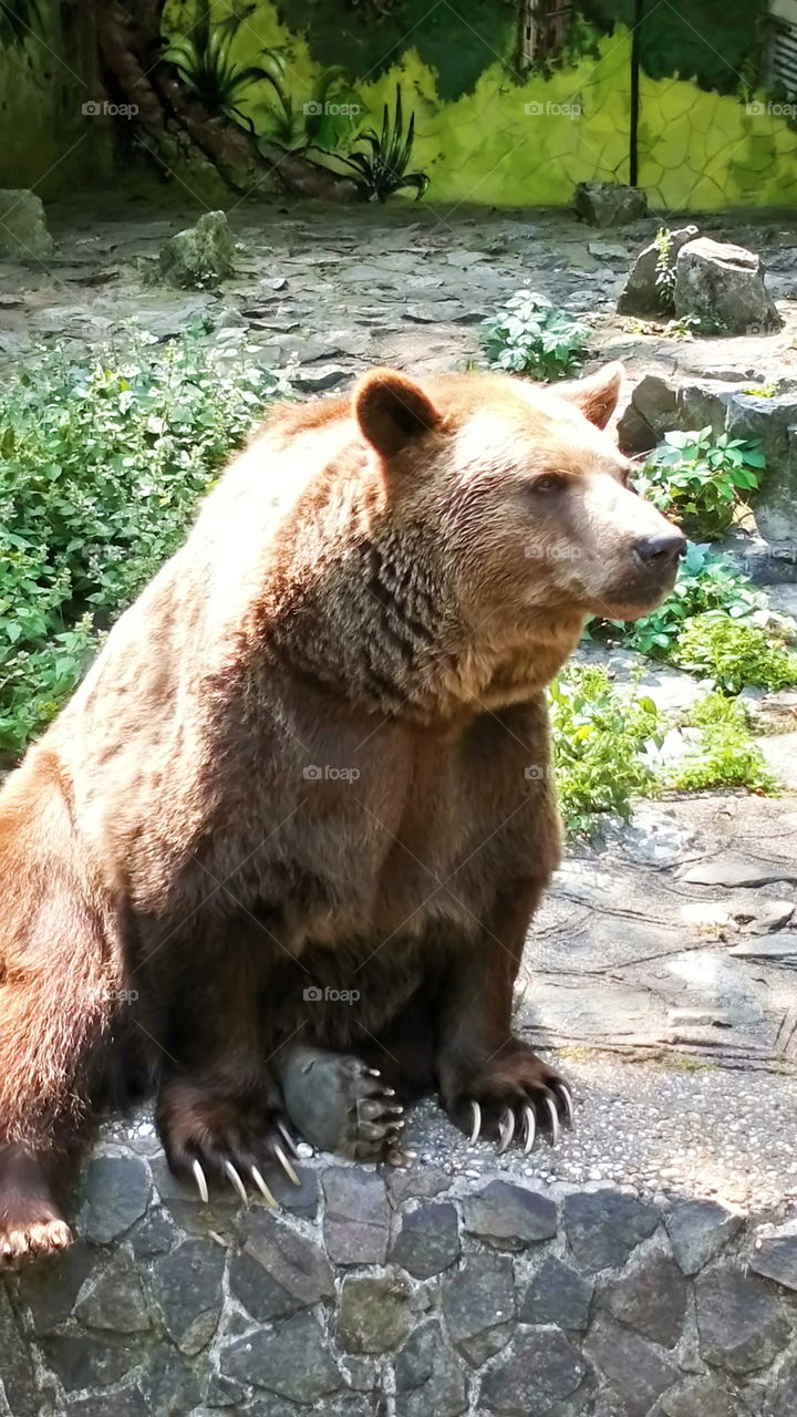 Bear Félix