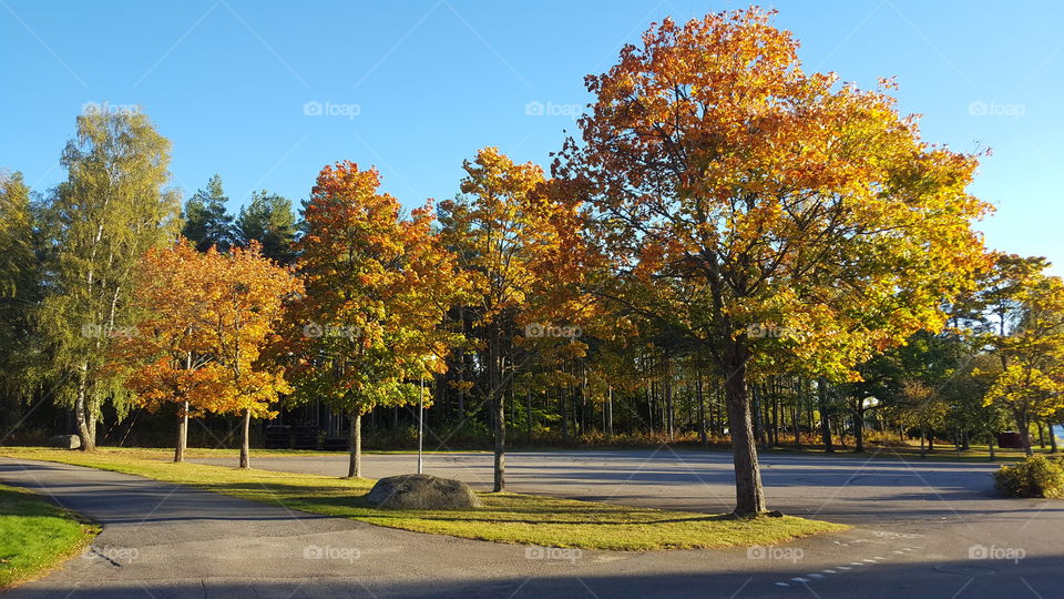 Maple trees on a row