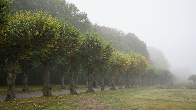 A foggy morning in a park in Antwerp