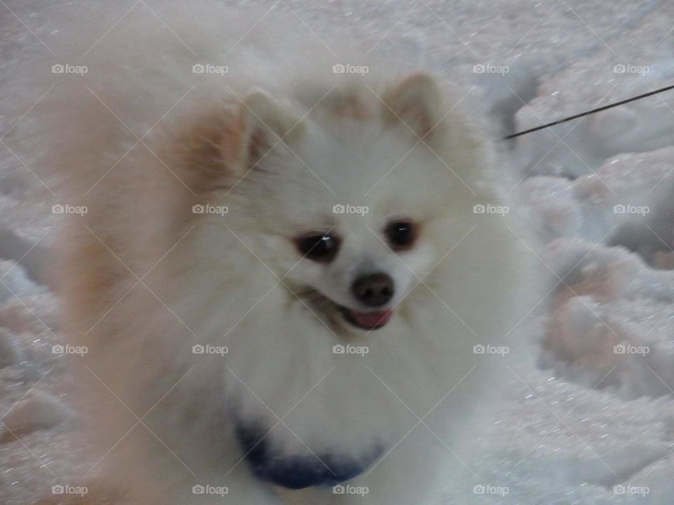 my dog ​​german spitz on white snow for a walk in the park