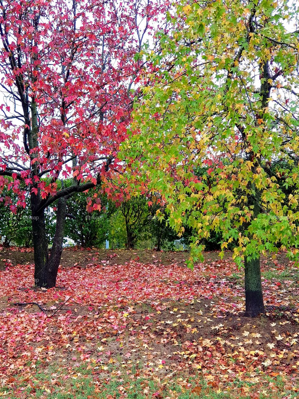 red and green trees