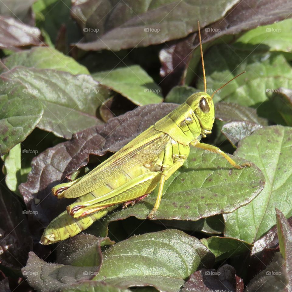 Grasshopper…