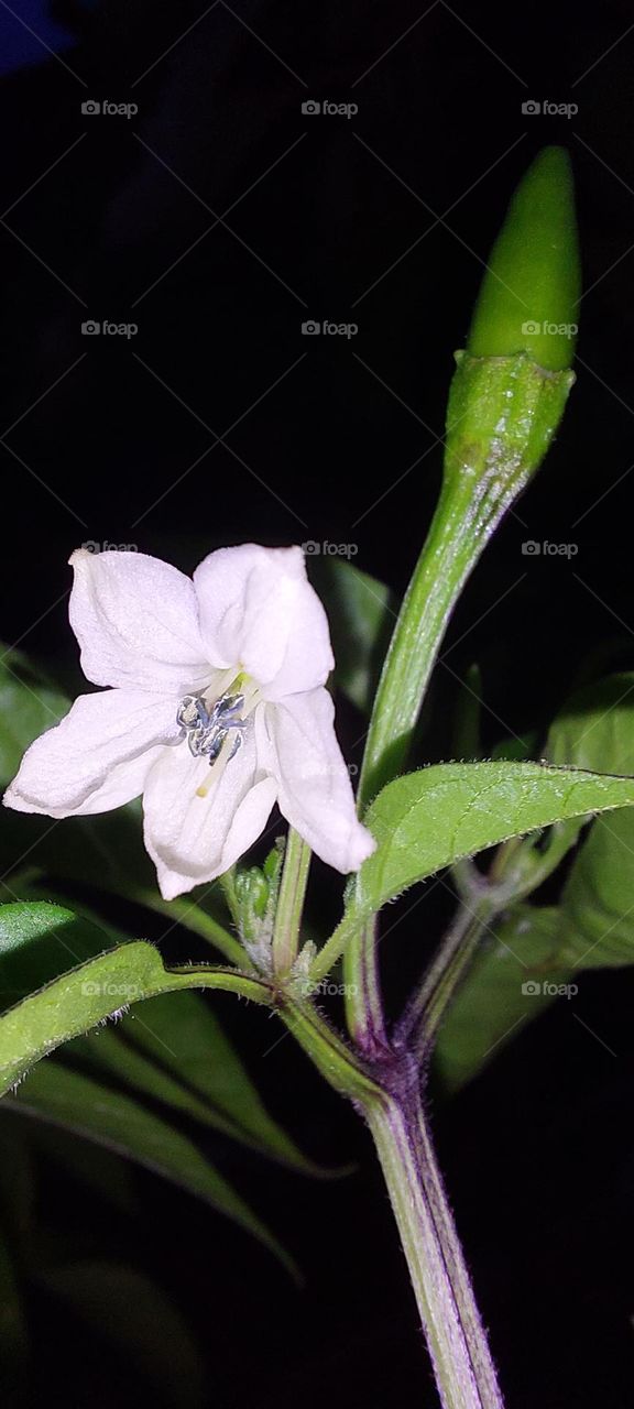 White flower at night