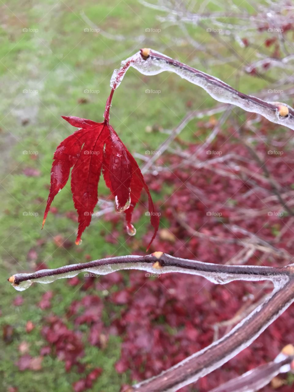 Freezing Rain