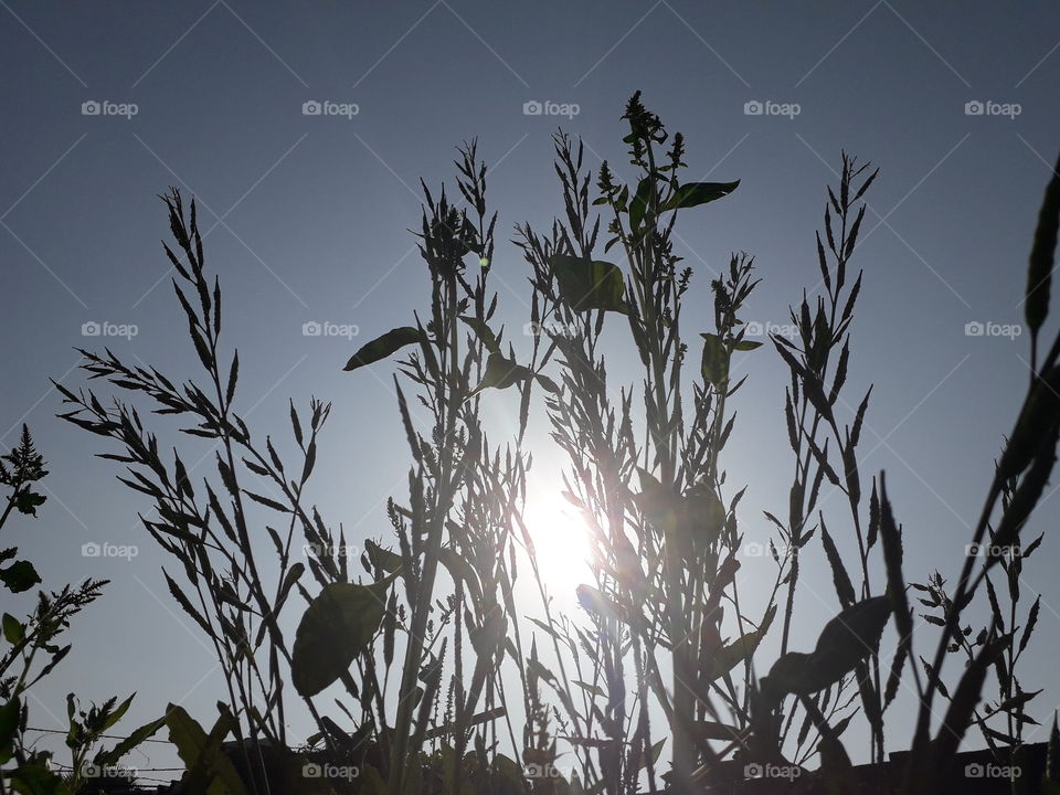 sun rays between mustard  plant