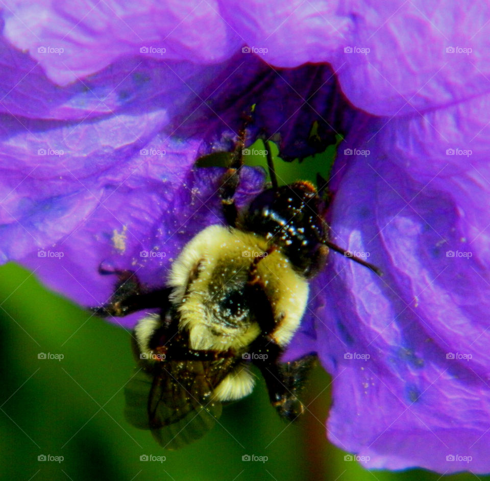 Bumblebee searching for nectar. I followed this bumble been around the flower garden while he was burying his body into the Mexican Petunias!