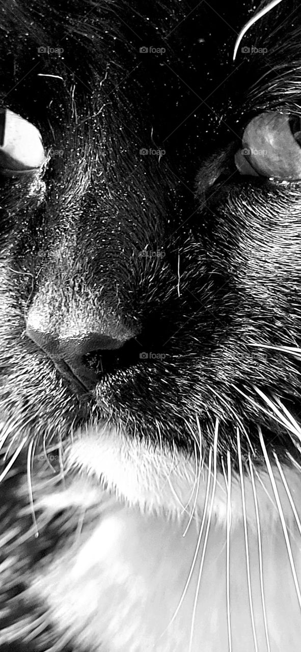 Cats face close up